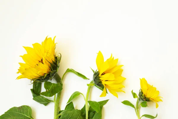 Drei Gelbe Sonnenblumen Liegen Auf Weißem Grund Gibt Einen Platz — Stockfoto
