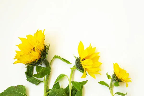 Tres Girasoles Amarillos Yacen Sobre Fondo Blanco Hay Lugar Para — Foto de Stock