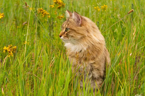 Striped Brown Cat Walks Hunts Green Grass Field Animal Nature — Stock Photo, Image