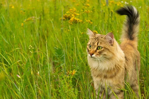 Gato Marrón Rayas Camina Caza Hierba Verde Campo Animal Naturaleza — Foto de Stock