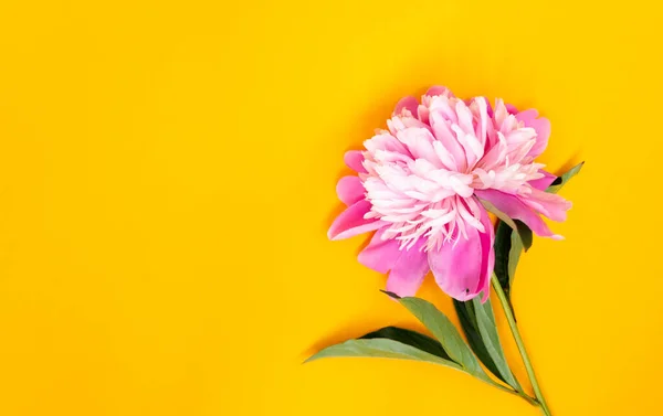 Flor Peonía Rosa Encuentra Sobre Fondo Amarillo Vista Superior Del — Foto de Stock