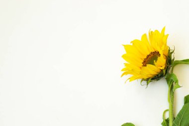 Beyaz arka planda bir sarı ayçiçeği yatıyor. Metin için bir yer var