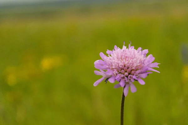 Çimenli Tarla Pembe Çiçekli Yaz Günü Arka Plan Bulanık Metin — Stok fotoğraf