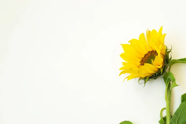 Girasol Amarillo Yace Sobre Fondo Blanco Hay Lugar Para Texto — Foto de Stock