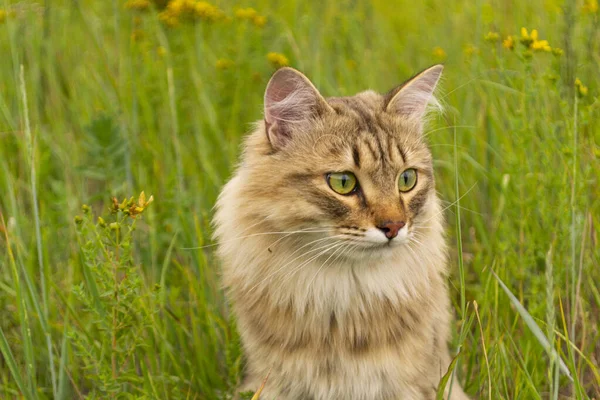 Gato Marrón Rayas Camina Caza Hierba Verde Campo Animal Naturaleza — Foto de Stock