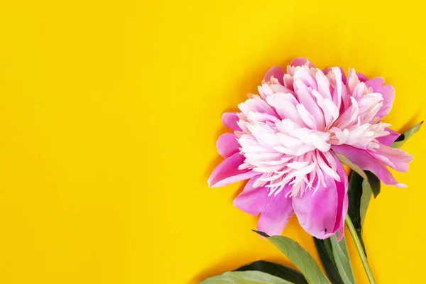 Flor Peonía Rosa Encuentra Sobre Fondo Amarillo Vista Superior Del — Foto de Stock