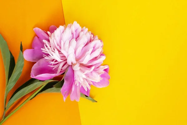Rózsaszín Bazsarózsa Virág Fekszik Egy Sárga Narancssárga Háttér Felső Nézet — Stock Fotó
