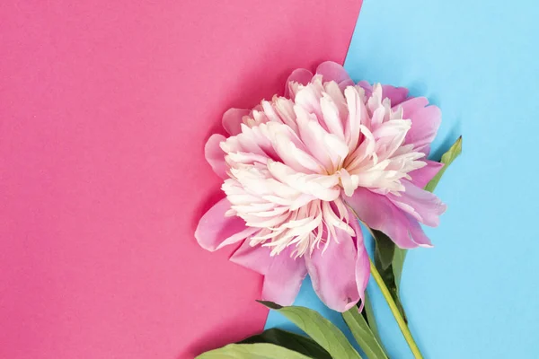 Rózsaszín Bazsarózsa Virág Fekszik Egy Rózsaszín Kék Háttér Felső Nézet — Stock Fotó