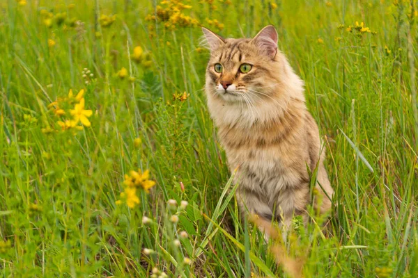 Gato Marrón Rayas Camina Caza Hierba Verde Campo Animal Naturaleza — Foto de Stock