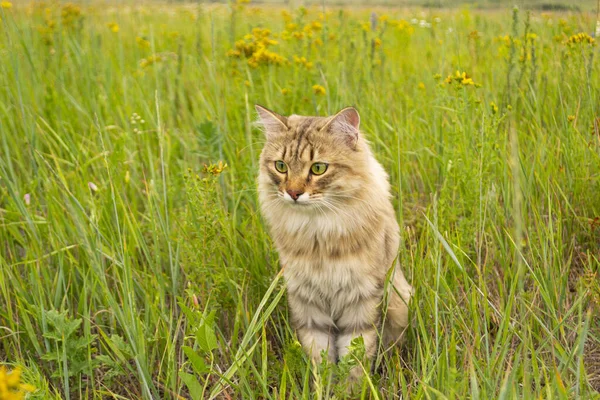 Gestreifte Braune Katze Läuft Und Jagt Grünen Gras Auf Dem — Stockfoto