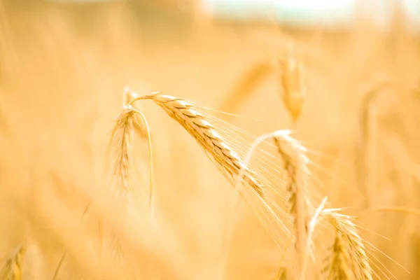 Närbild Ett Gyllene Vetefält Landsbygden Suddig Bakgrund — Stockfoto