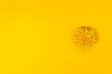 Parlak sarı karahindiba doğa elementleriyle güzel, canlı, sarı bir arka plan. Yaz sarısı, basit bir arkaplan ve metin olarak bir çiçek çerçevesi. Düz konum düzeni. Boşluğu Kopyala