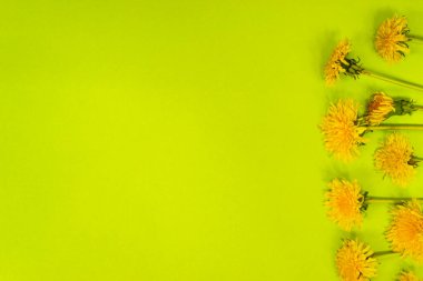 Yeşil arka planda karahindiba çiçekli bir buket karahindiba. Kopya alanı olan düz bir düzen. Metin için çerçeve