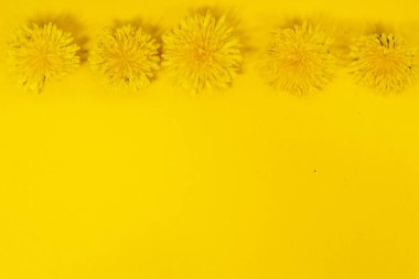 Parlak sarı karahindiba doğa elementleriyle güzel, canlı, sarı bir arka plan. Yaz sarısı, basit bir arkaplan ve metin olarak bir çiçek çerçevesi. Düz konum düzeni. Boşluğu Kopyala