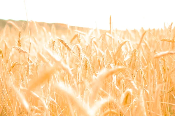 Närbild Ett Gyllene Vetefält Landsbygden Suddig Bakgrund — Stockfoto