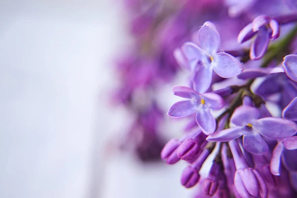 Floral blurred purple background. Beautiful buds of lilac on a white background. Macro shooting. Copy space