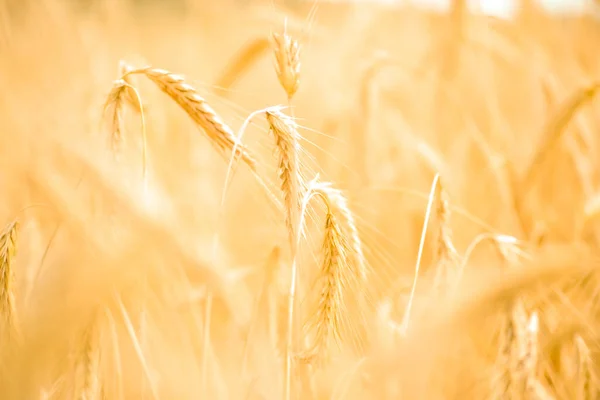 田舎の黄金の小麦畑の眺めを閉じます ぼやけた背景 ロイヤリティフリーのストック写真