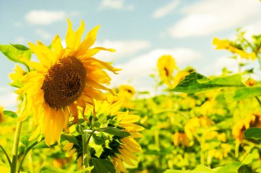 Yazın yeşil bir çayırda sarı çiçekler. Bir ayçiçeği tarlası tuzlu ışıkla aydınlatılır. Bulanık arkaplan