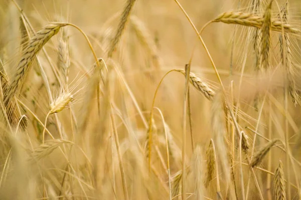 지역에 황금빛 밀밭을 가까이 십시오 — 스톡 사진
