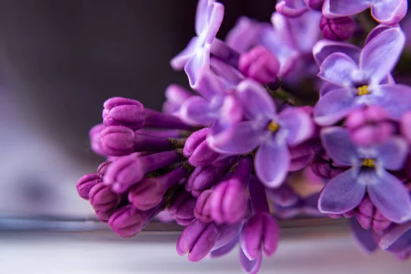 Floral Desfocado Fundo Roxo Belos Botões Lilás Fundo Branco Macro — Fotografia de Stock