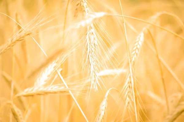 Vista Vicino Campo Grano Dorato Campagna Sfondo Sfocato — Foto Stock