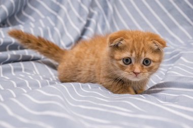 Kırmızı kediler İskoç soyundan gelmektedir. Çizgili bir arka planda yatar.