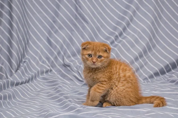 Rosso lop-ear gatto razza scozzese piega si siede su uno sfondo a strisce — Foto Stock