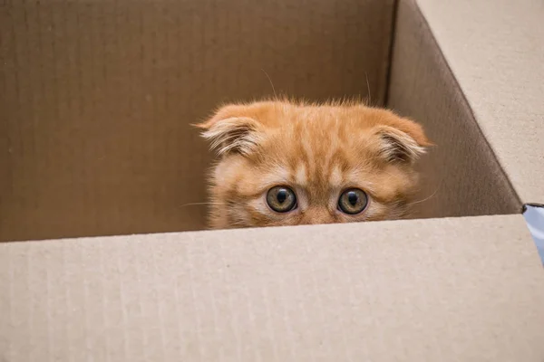 Red lop-eared chat race écossaise pli regarde hors de la boîte en carton, gros plan — Photo