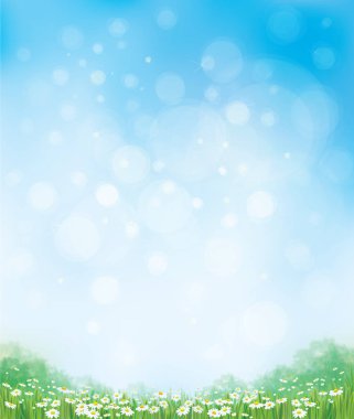 Yaz çayır chamomiles ile