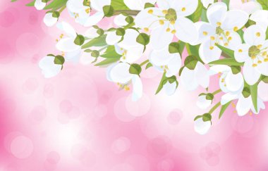 Bahar çiçeği arkaplanı