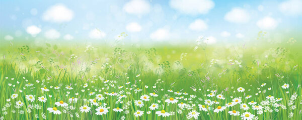 Summer nature background