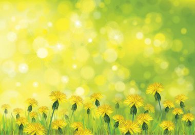 Dandelions çiçek alanı
