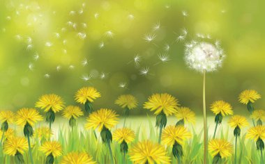 Dandelions çiçek alanı