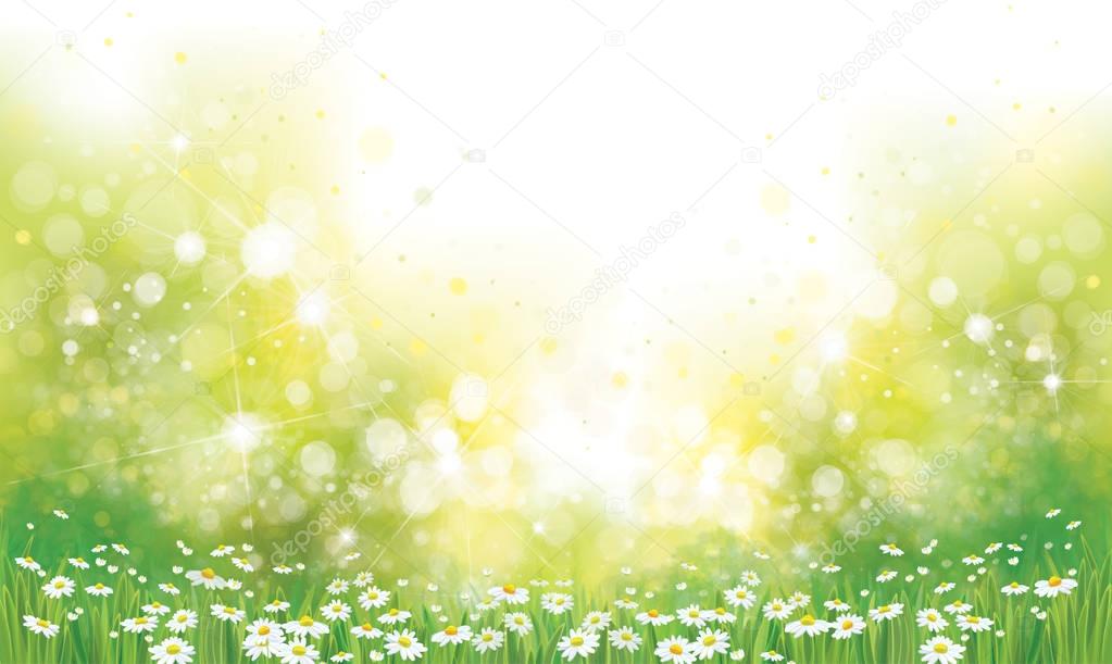 blossoming flowers field