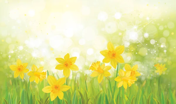 Daffodil flowers background — Stock Vector