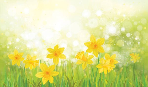daffodil flowers background