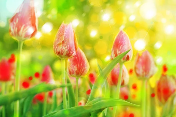 Fiori di tulipano rosso — Foto Stock