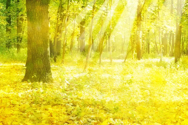 Höstlig skog i solsken. — Stockfoto