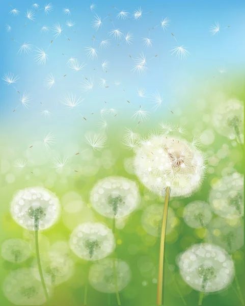タンポポの花のフィールド — ストックベクタ