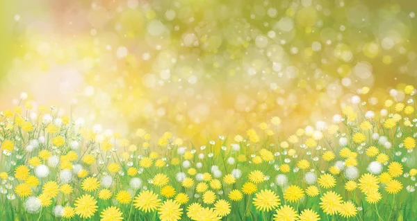 Dandelion flowers field — Stock Vector