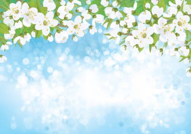 elma ağacı çiçek dalları