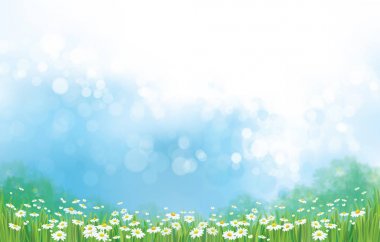 Chamomiles alan ve mavi güneşli gökyüzü