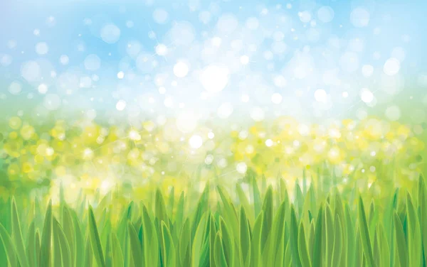 Green grass bokeh — Stock Vector