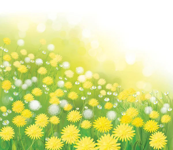 Dandelions çiçek alanı — Stok Vektör