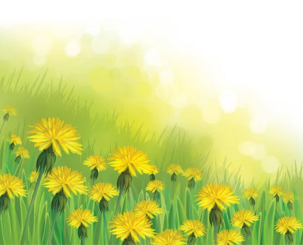 Dandelions flowers field — Stock Vector