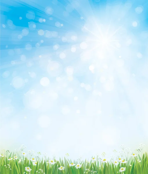Chamomiles veld en blauwe zonnige hemel — Stockvector