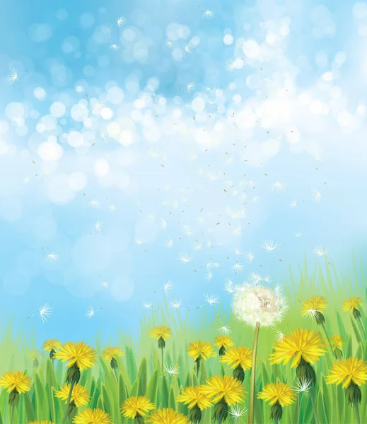 Dandelions çiçekler ile doğa arka plan — Stok Vektör