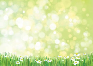 yeşil çim ve chamomiles