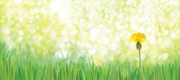 黄色いタンポポの花 — ストックベクタ
