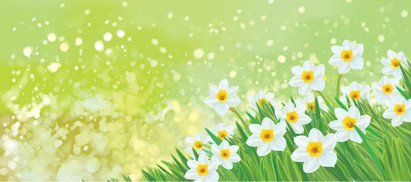 Vektor Narcis Květiny Pozadí Zelené Bokeh — Stockový vektor